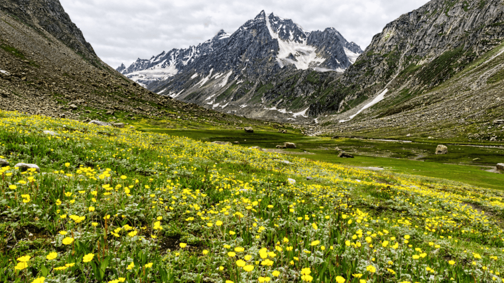 Beyond Snow Leopards Exploring Spitis Breathtaking Flora And Fauna