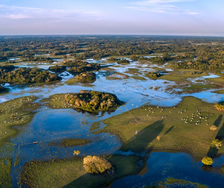 Pantanal
