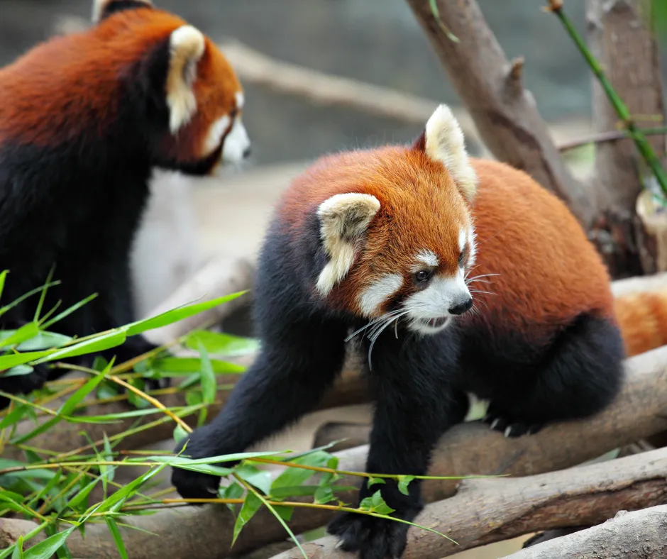 Red Panda