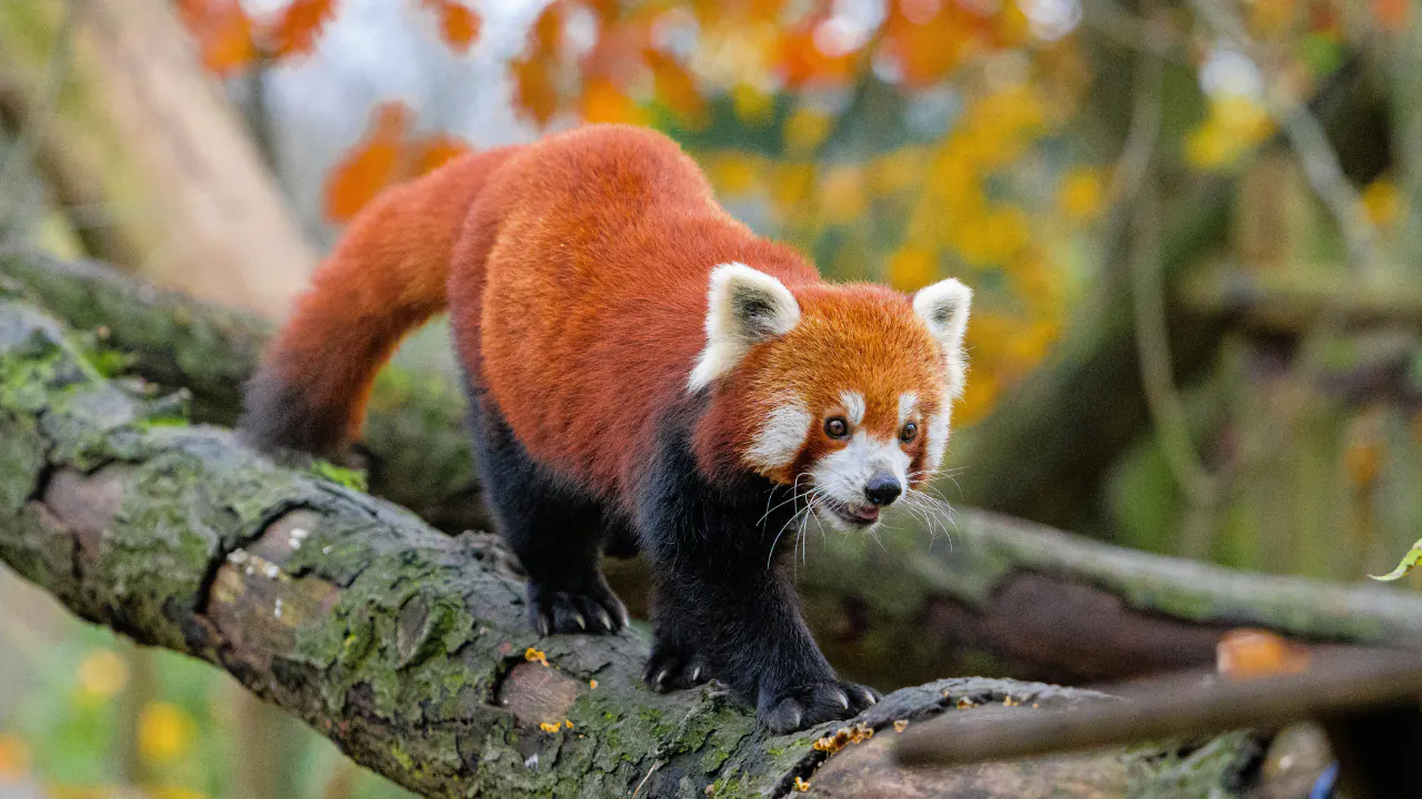 Red Panda Fun Facts Natures Furry Enigma