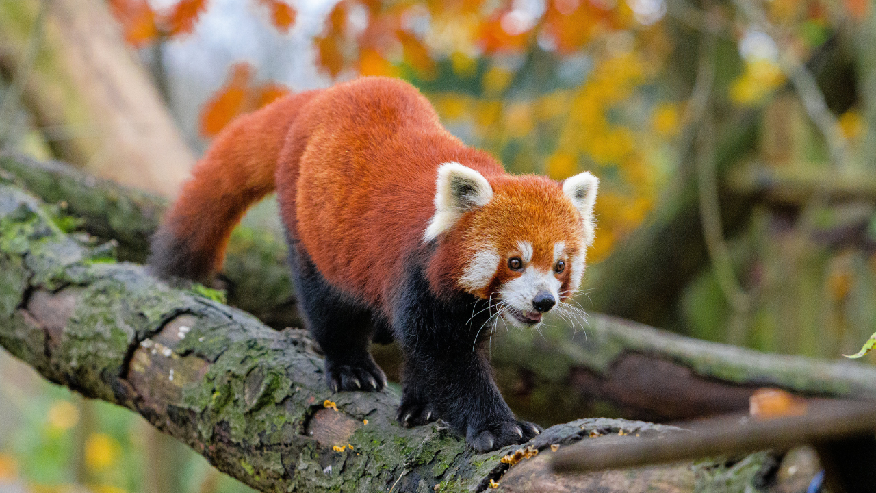 Red Panda Fun Facts Natures Furry Enigma