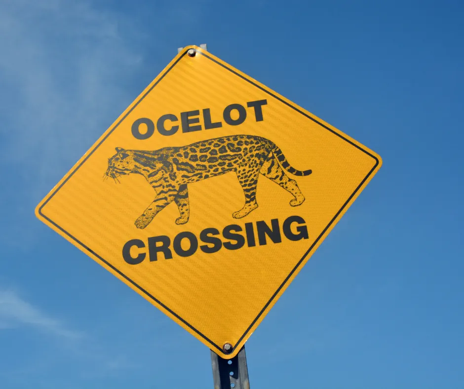 ocelots conservation