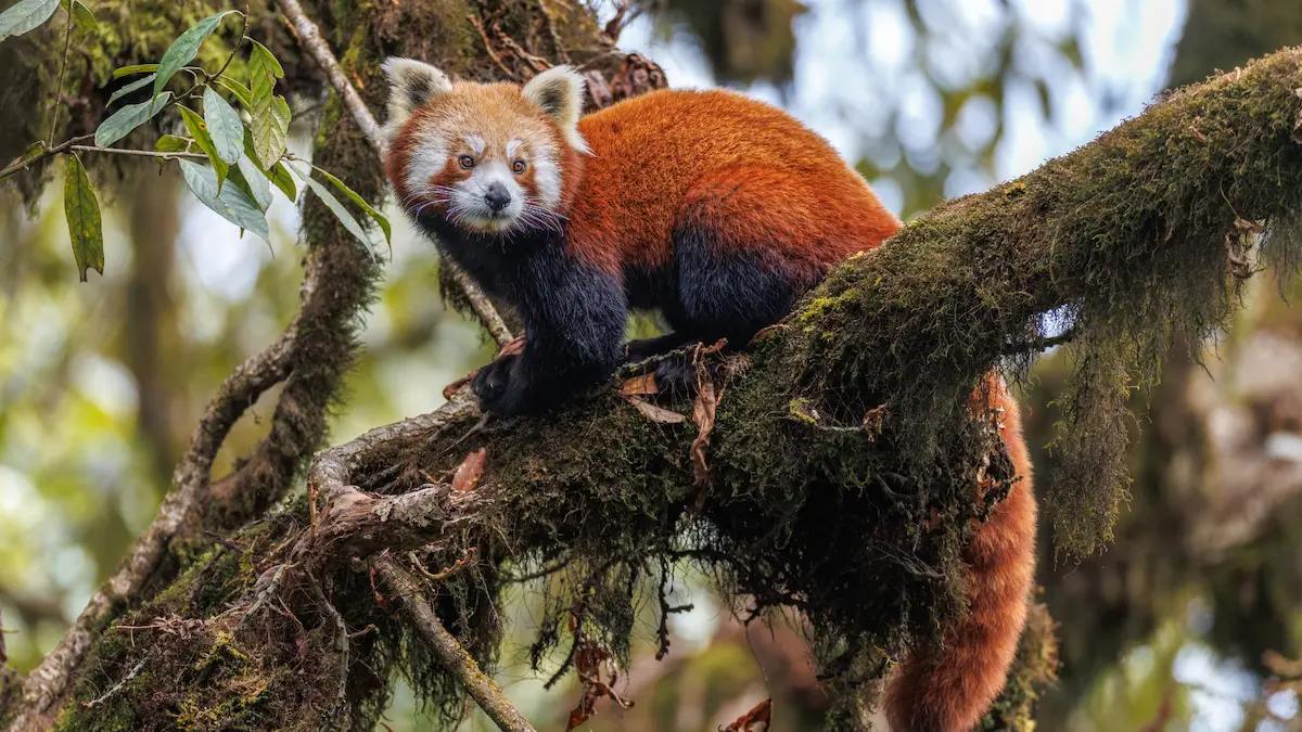 A Quiet Encounter Meeting The Red Panda In The Wild