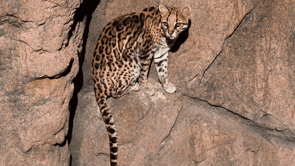 Conservation Efforts In Pantanal Protecting The Ocelot Population