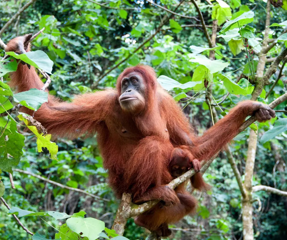 Exploring Borneos Unique Wildlife