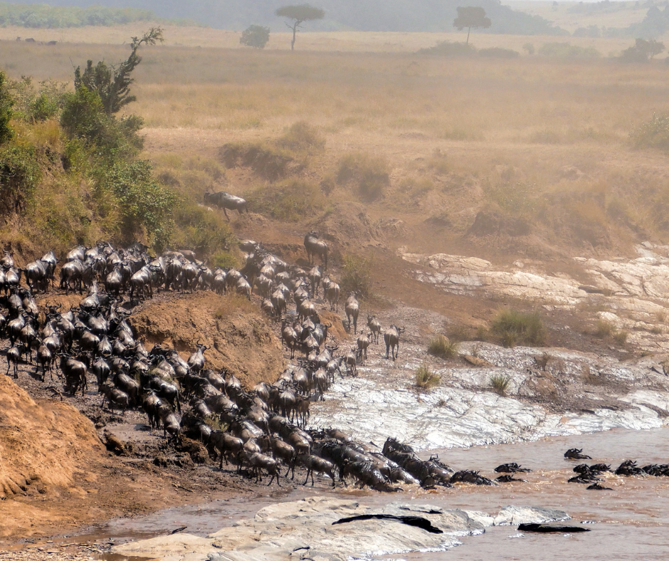 Unveiling The Dance Of Survival Predator Prey Dynamics In The Great Migration