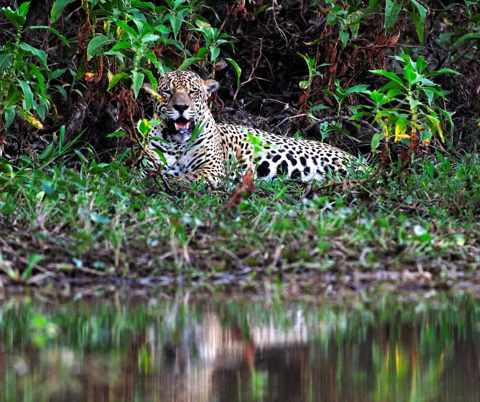 Jaguars Of Pantanal Folklore And Indigenous Beliefs
