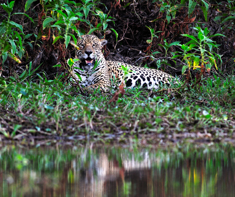 Jaguars Of Pantanal Folklore And Indigenous Beliefs
