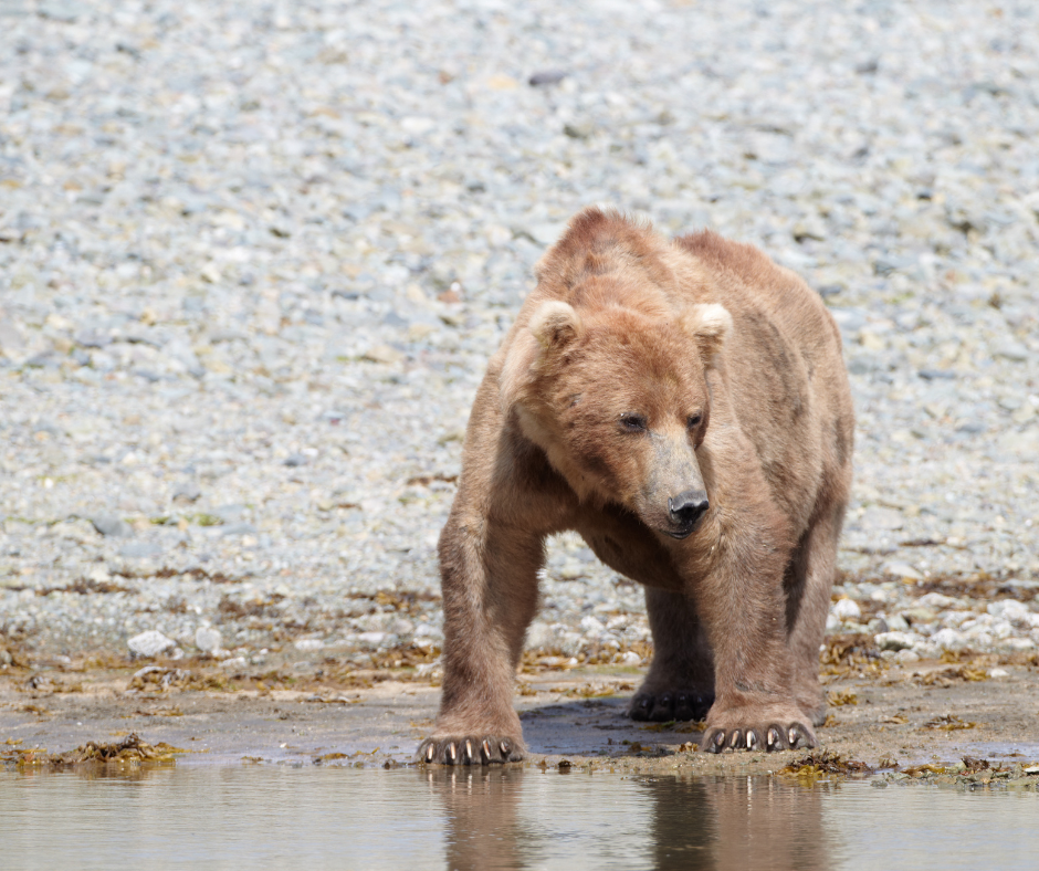 Myth Vs Reality Dispelling Common Misconceptions About Brown Bears