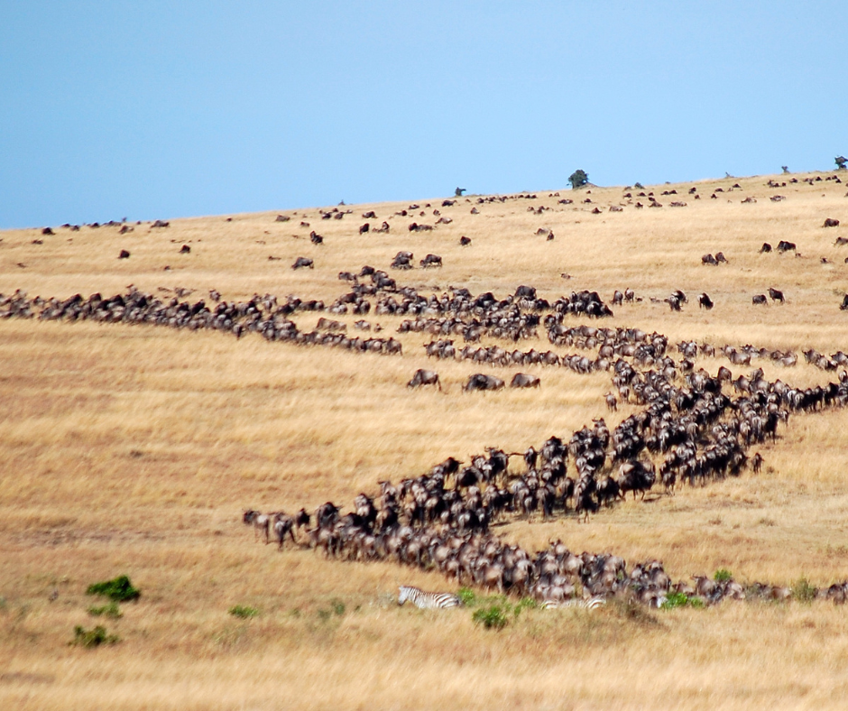 Witnessing The Spectacle Exploring The Great Migration Of African Wildlife