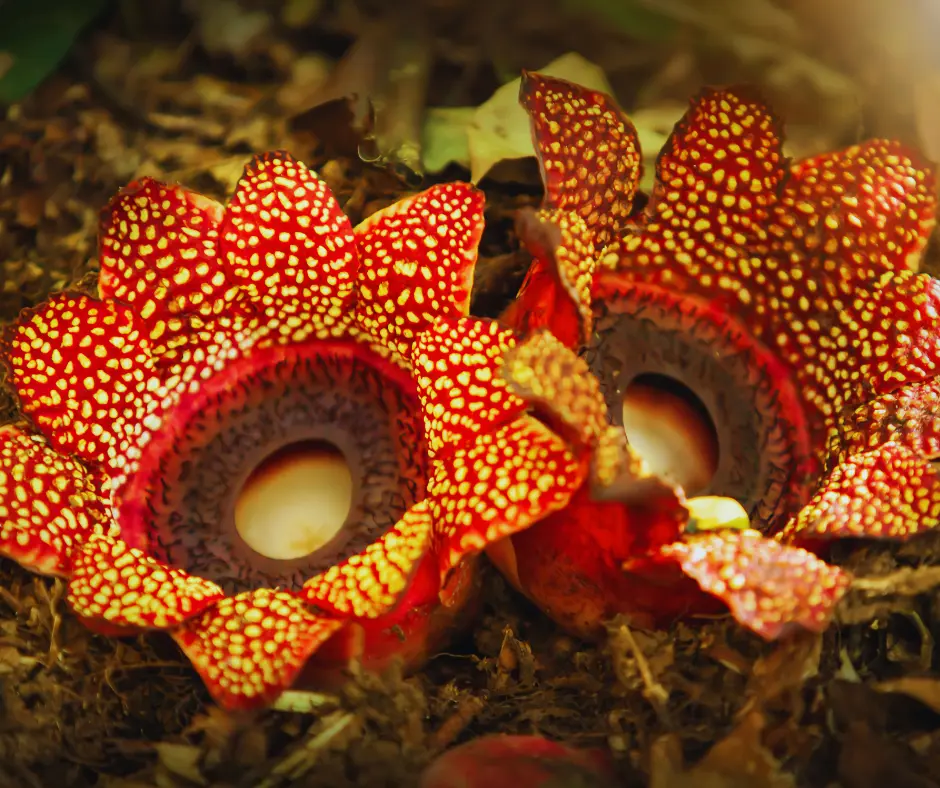 Flora Of Borneo The Rafflesia Flower And Other Botanical Marvels