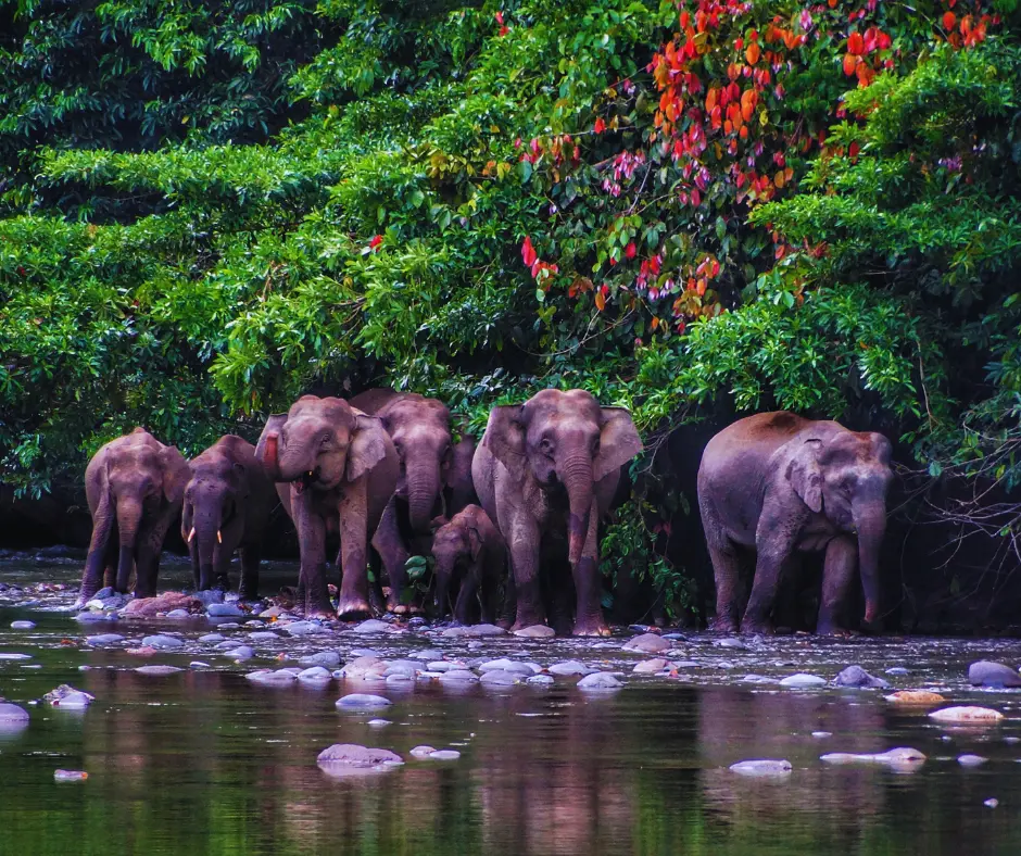 Wildlife Of Borneo Orangutans Pygmy Elephants And More