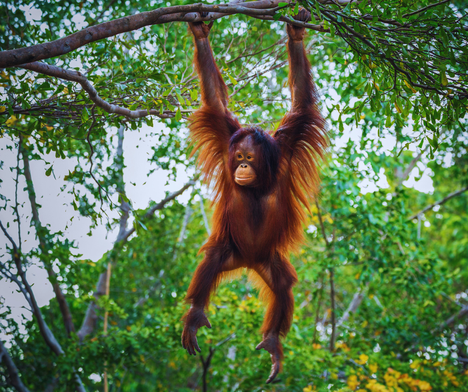 Conservation In Action Protecting Borneos Endangered Species