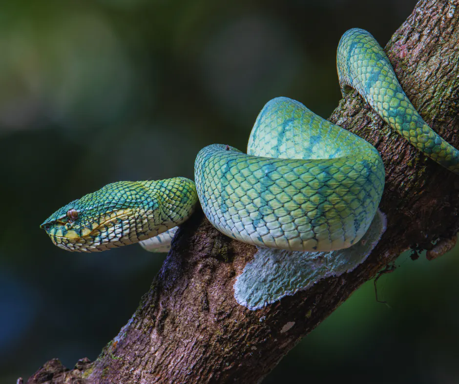 The Unique Amphibians And Reptiles Of Borneo