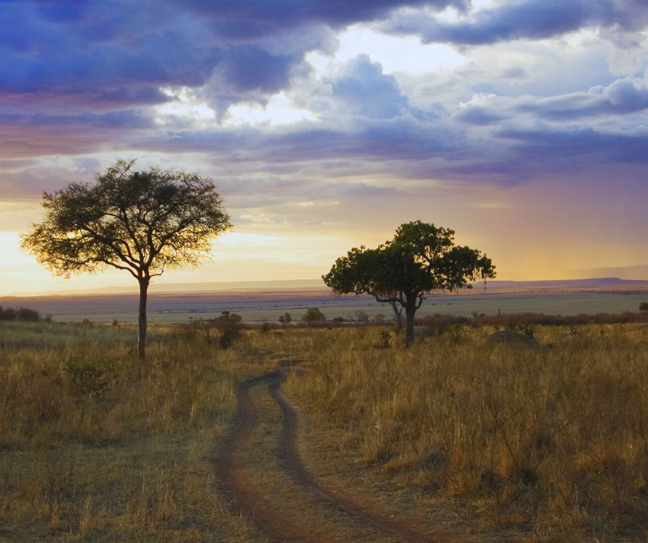 The Flora Of The Mara More Than Just Wildlife
