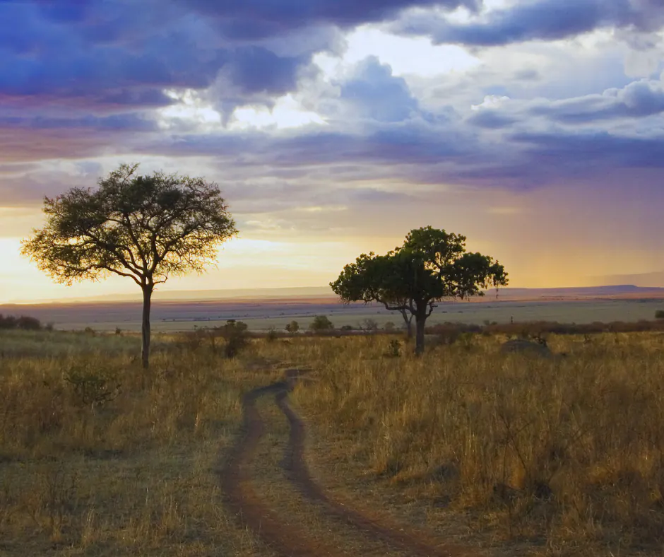 The Flora Of The Mara More Than Just Wildlife