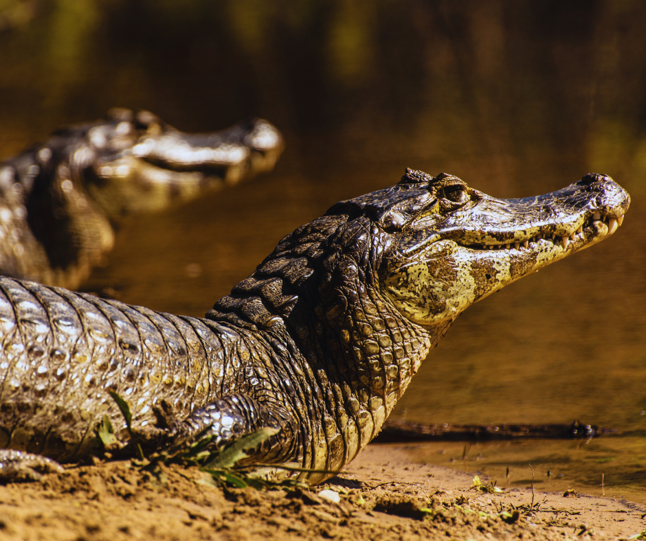 Exploring The Pantanal Where Wildlife Reigns Supreme