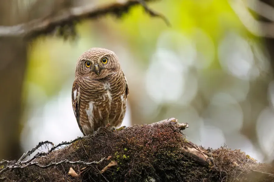 View of an owl sitting on a branch.
