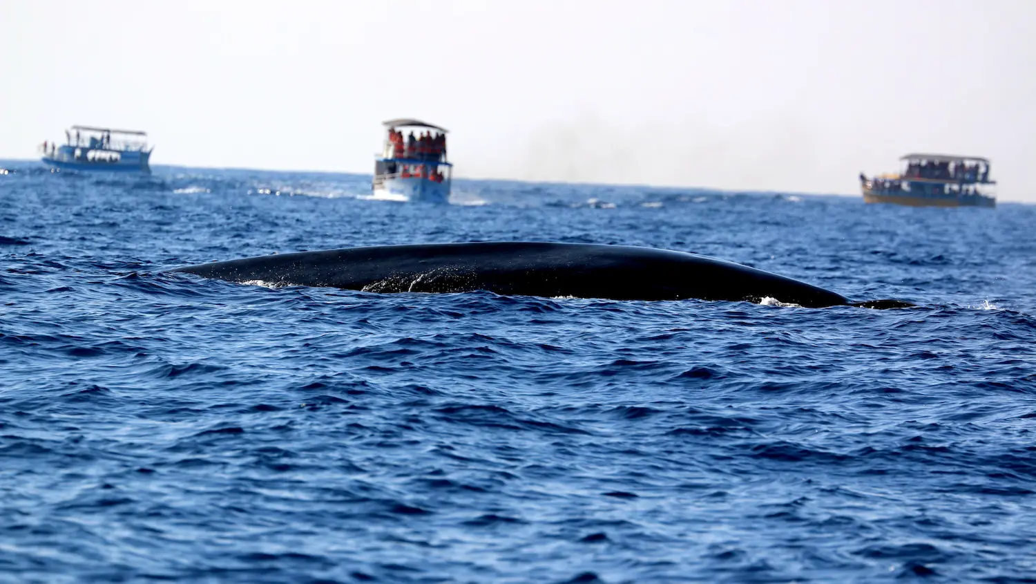 Sri Lankas Best Kept Secret Mirissas Thrilling Whale Watching Experience