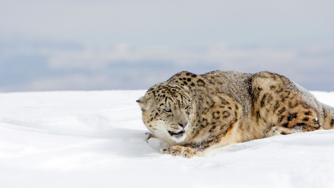 Snow Leopard Adaptations Surviving In The Harshest Environments Of Spiti Valley