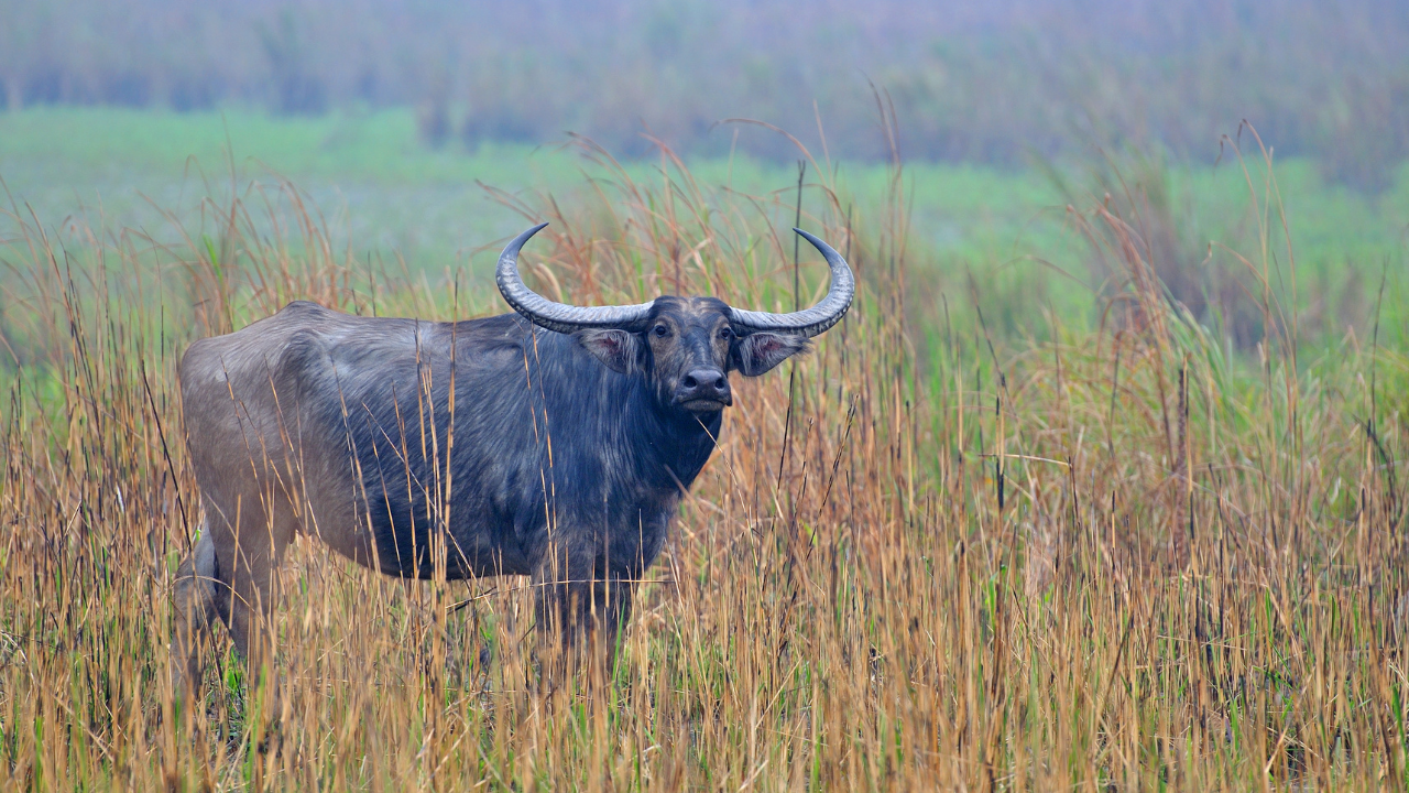 Asiatic Wild Buffaloes In Kaziranga Preserving A Living Legacy