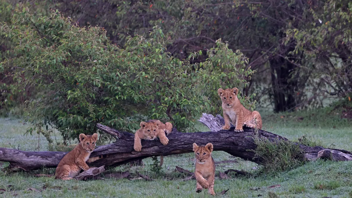 Exploring Indias Central Forests A Journey Through Kanha And Beyond