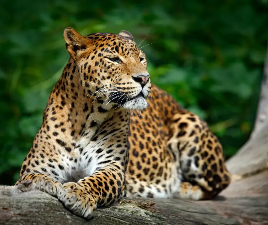 Sri Lankan Leopard