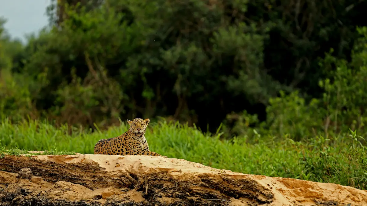 From Jaguars To Giant Otters The Top Wildlife Encounters In The Pantanal