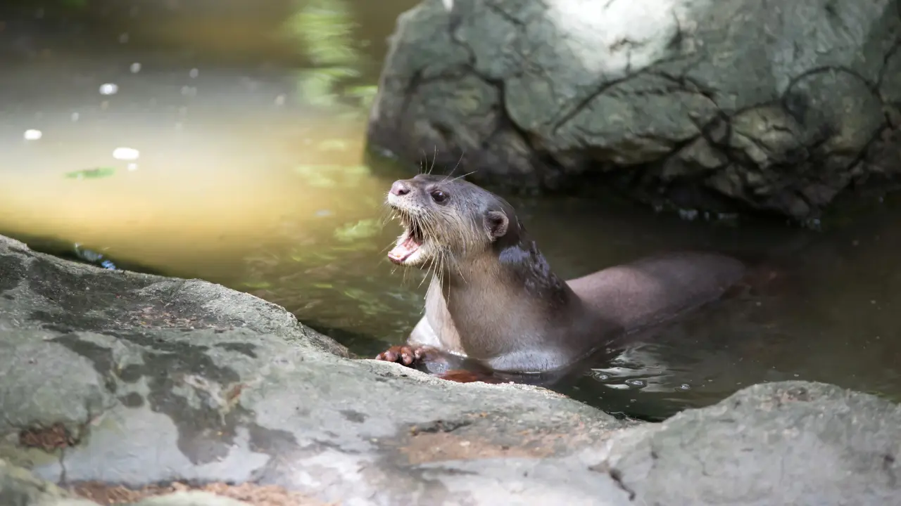 Aquatic Wonders: Smooth-Coated Otters, Kaziranga’s Wetland Treasures