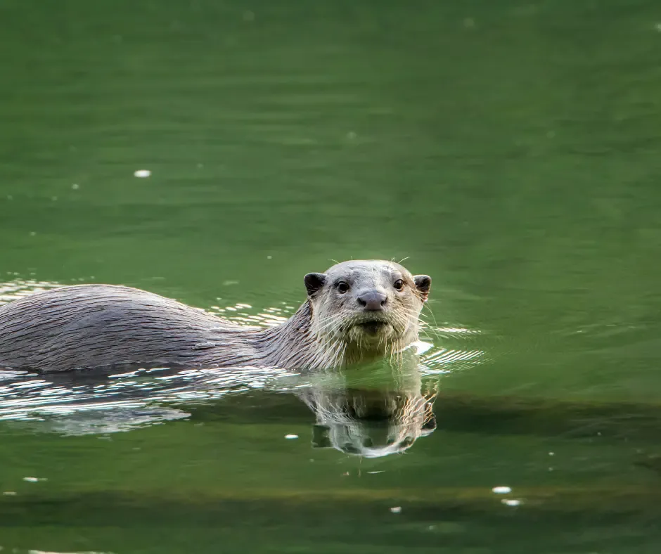 Smooth-Coated Otters