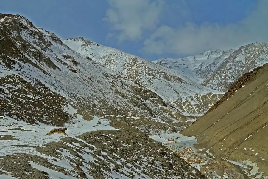 Snow Leopard Expedition