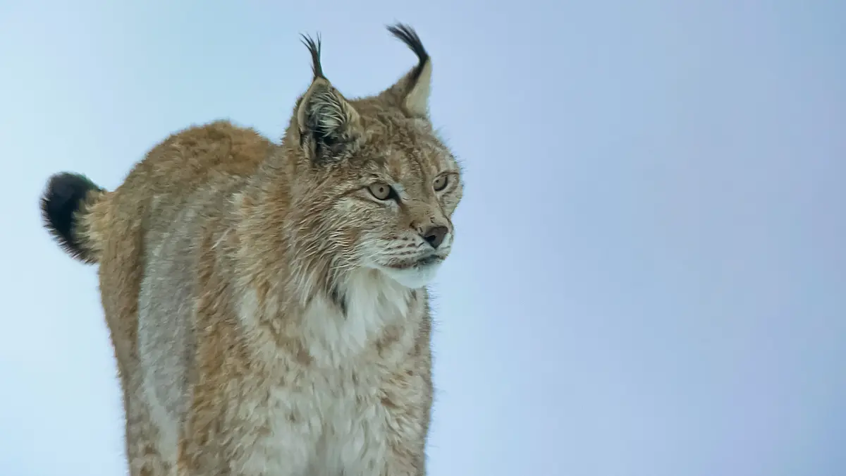 Encounter The Elusive Eurasian Lynx In The High Himalayas Of Ladakh