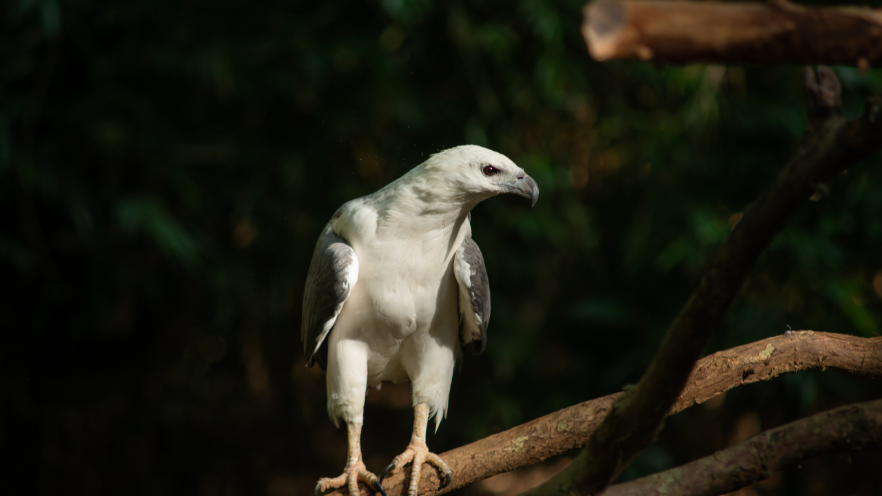 Winged Wonders A Journey Into Yalas Avian Paradise 2