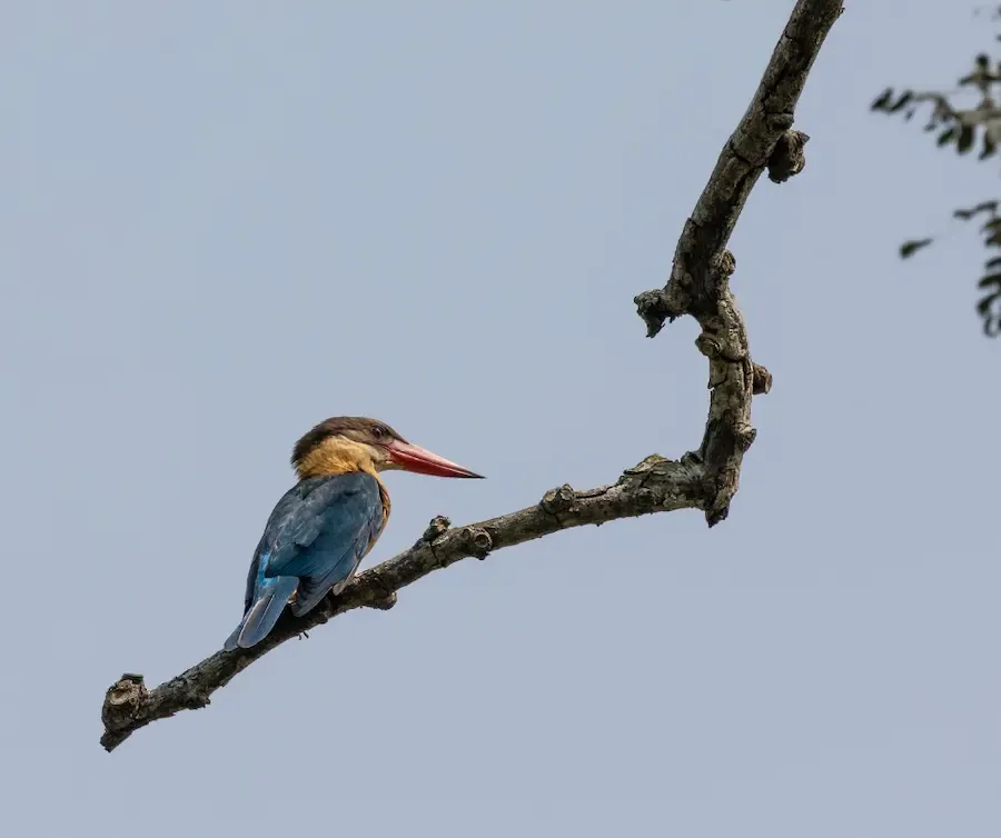 Kaziranga photo safari