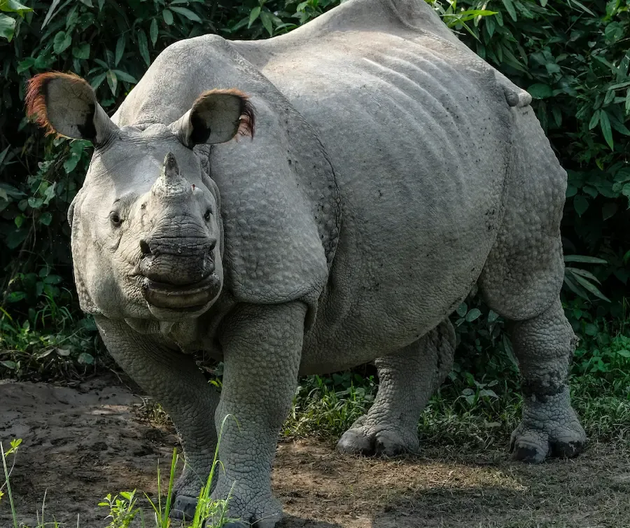 One-Horned Indian Rhinoceros Kaziranga photo safari