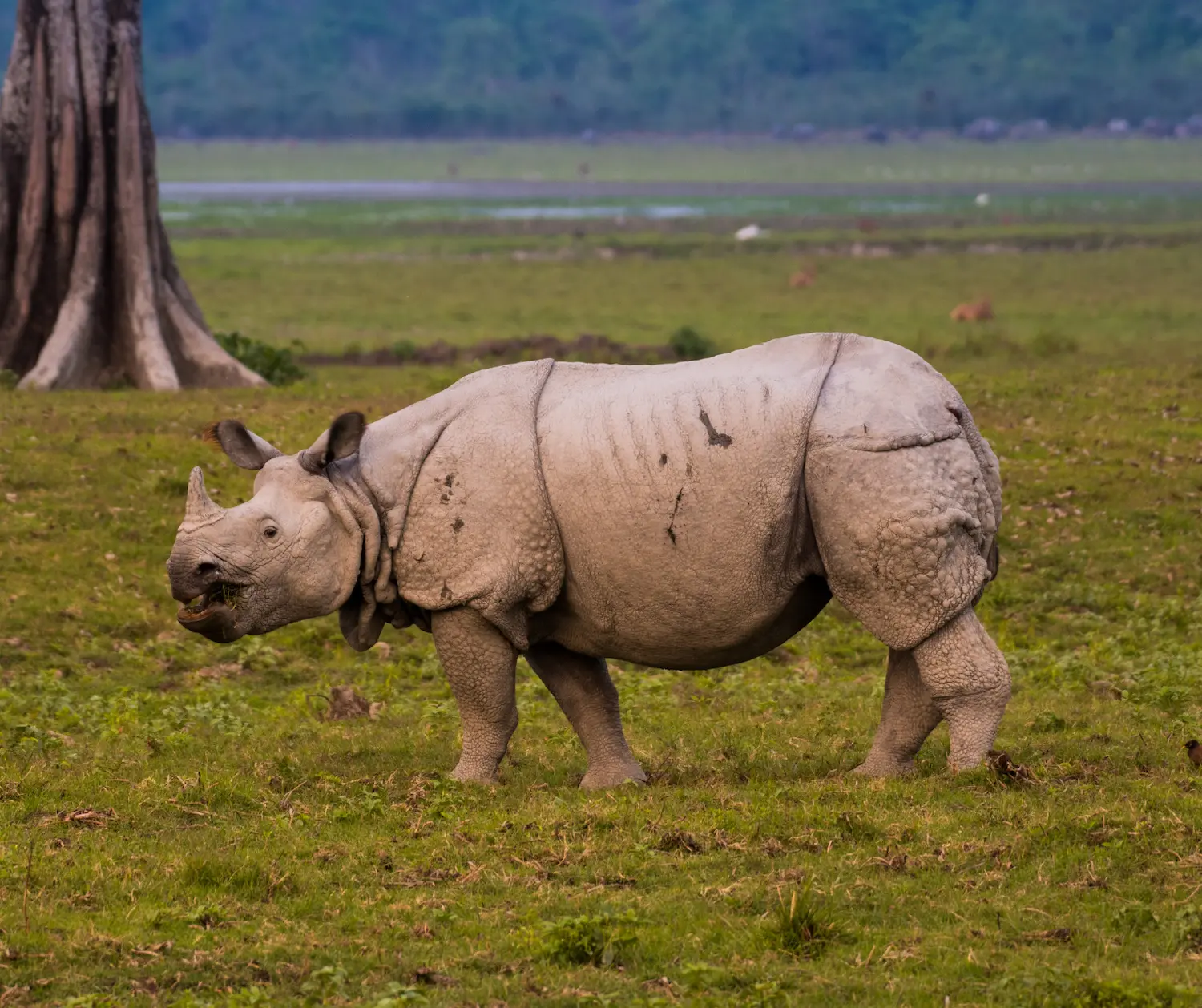 Kaziranga National Park A Photographers Dream