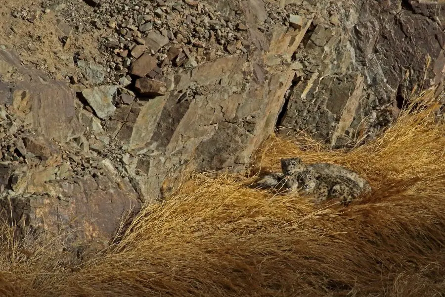 Spiti Or Ladakh Choosing The Perfect Region For Your Snow Leopard Expedition