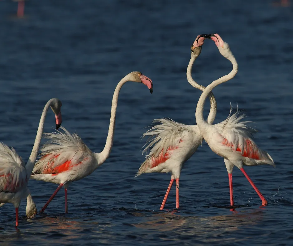 Greater Flamingos, Yala National Park