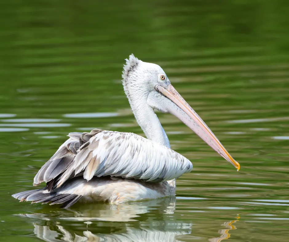  Spot-billed Pelican, Yala National Park