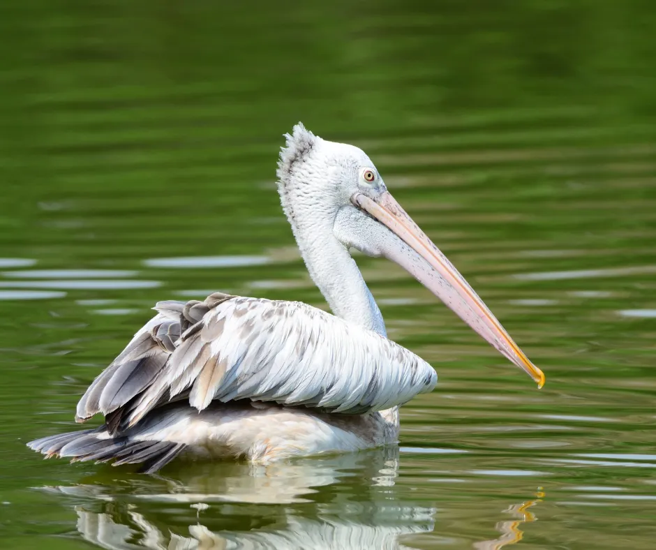  Spot-billed Pelican, Yala National Park