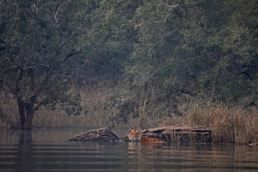 Indias Top 5 Tiger Reserves For Wildlife Photography