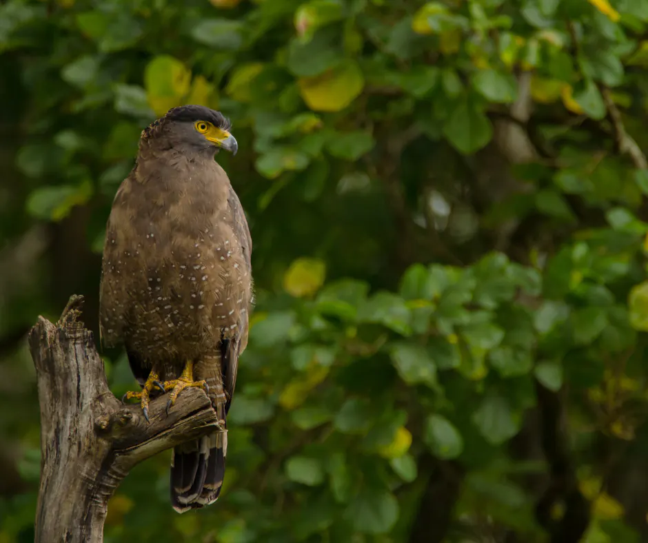 Crested Serpent Eagle, Yala National Park