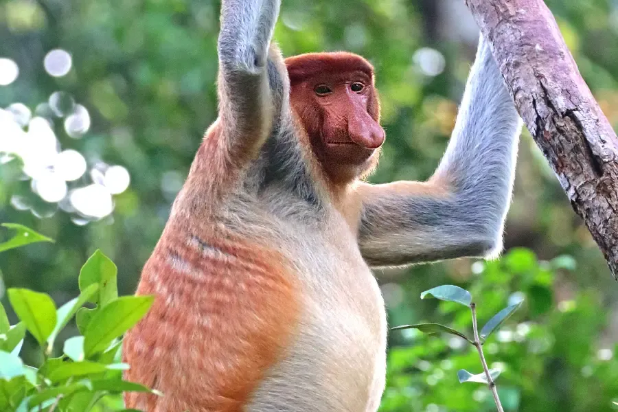 A view of proboscis monkey perched on a tree branch in the dense rainforests of Borneo, showcasing its distinctive long nose.