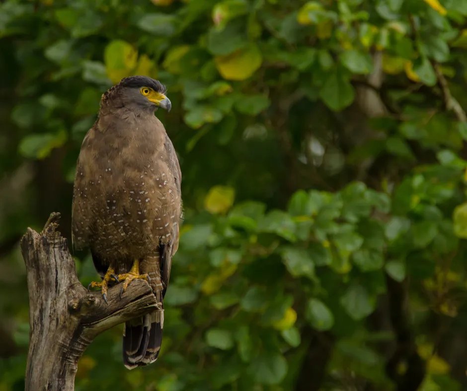 Crested Serpent Eagle, Yala National Park