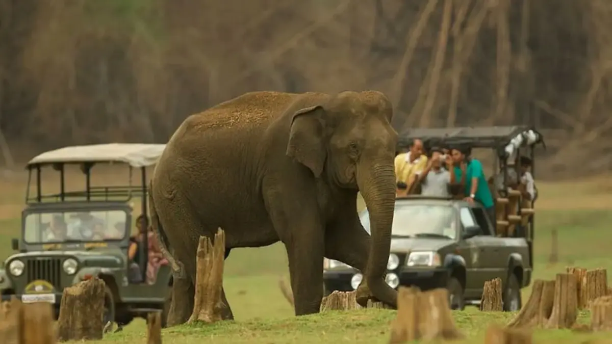 How To Watch Wildlife Without Disturbing It
