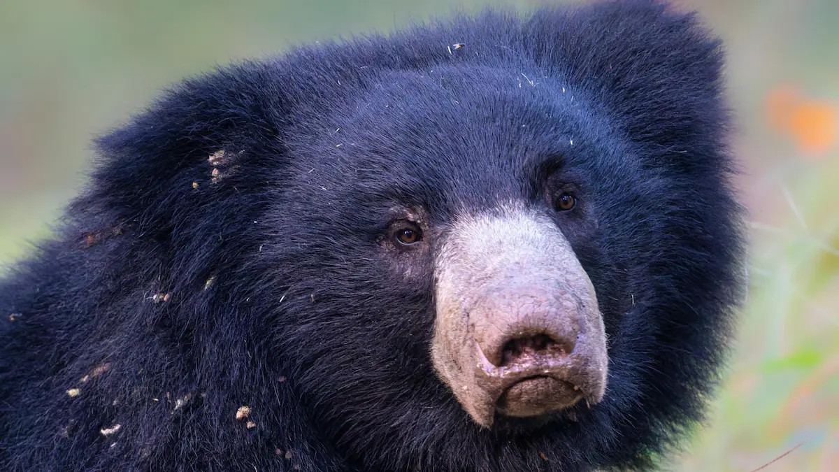 Walking In The Steps Of Sloth Bears Indias Hidden Wildlife Gem