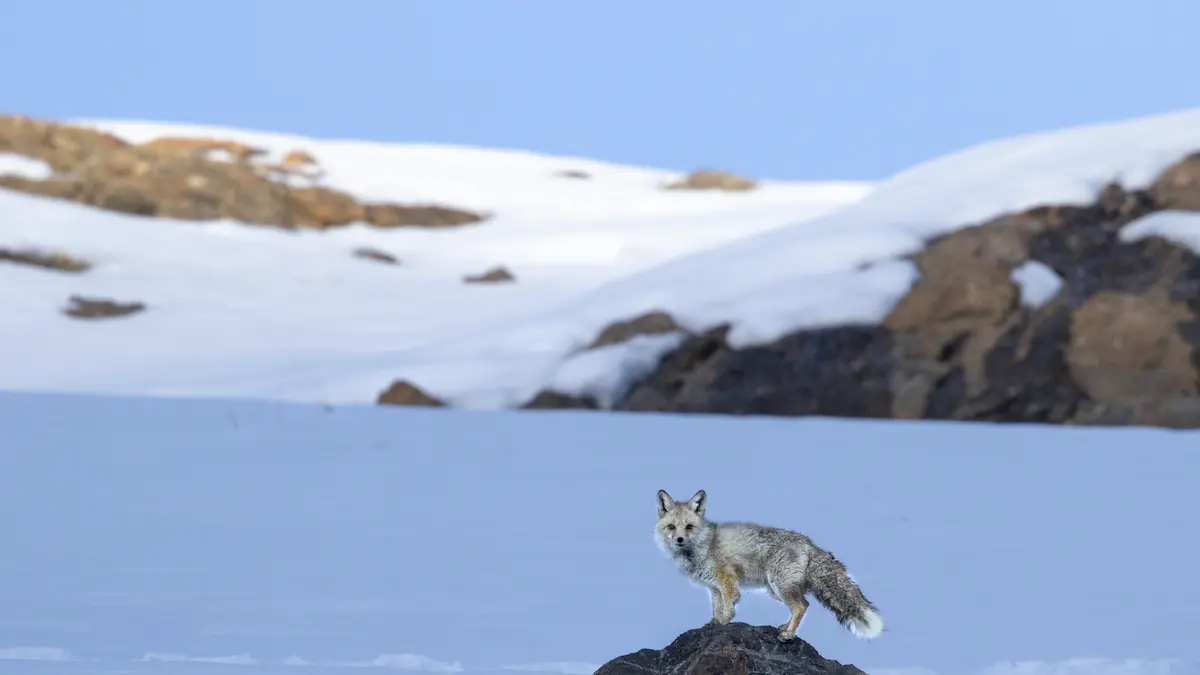 Wildlife in the Land of High Mountains: Exploring Ladakh’s Wild Side