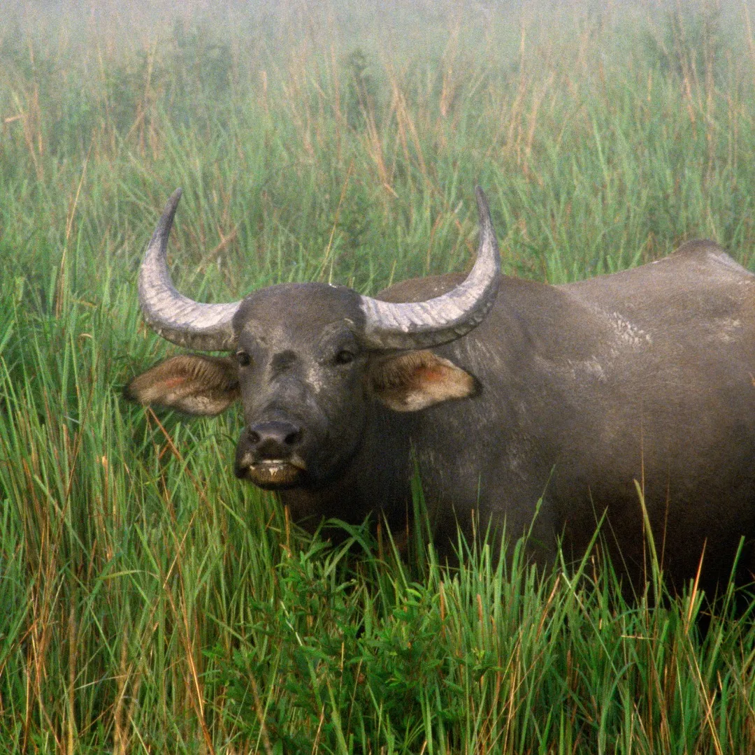 wild buffaloes, kaziranga National Park