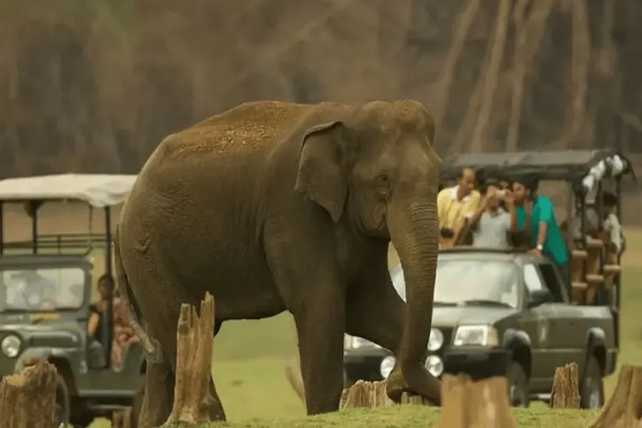 India Wildlife Safari