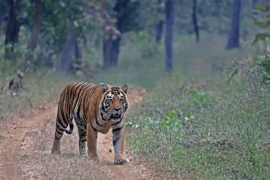 India Tiger Safari
